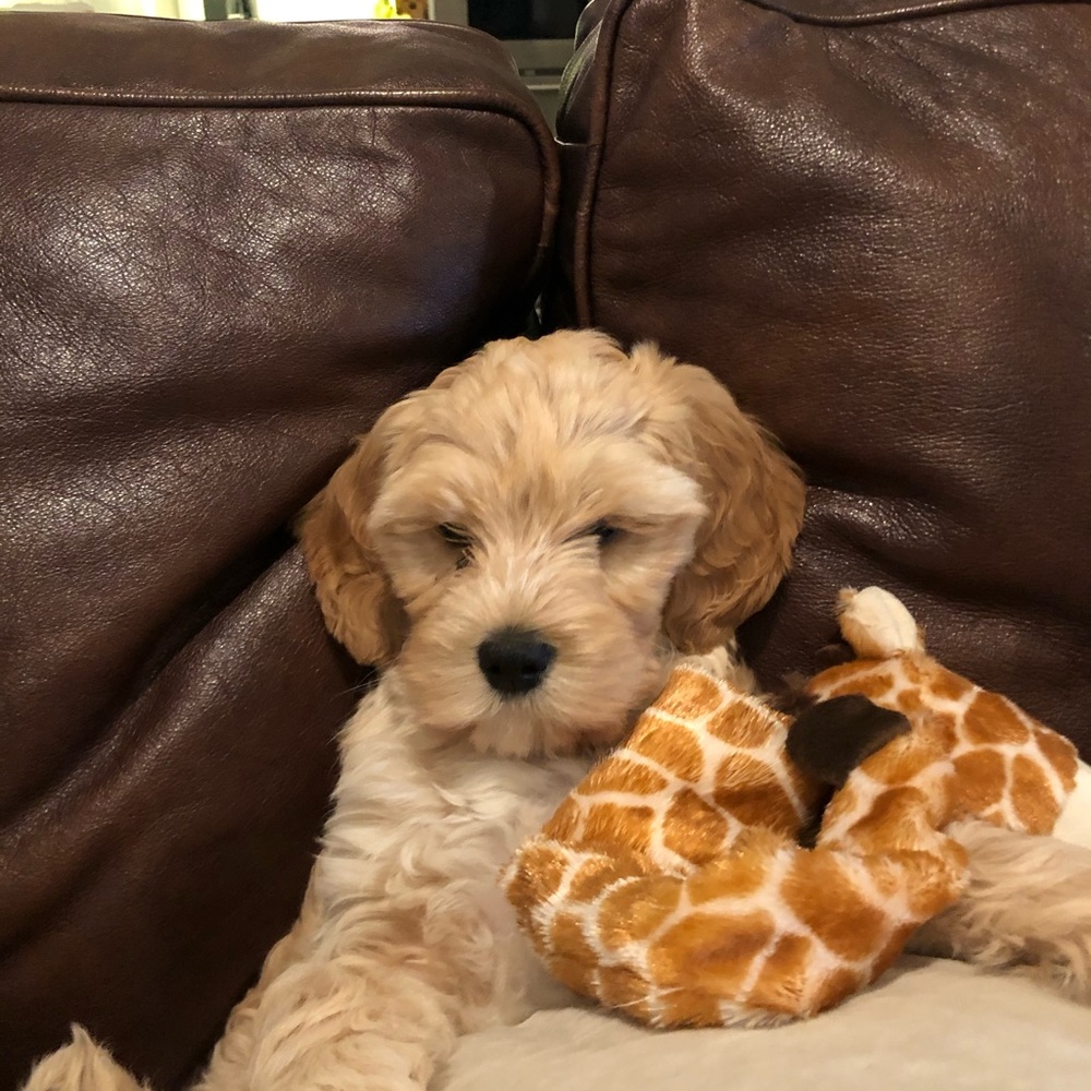 Meet your Posher, Jay